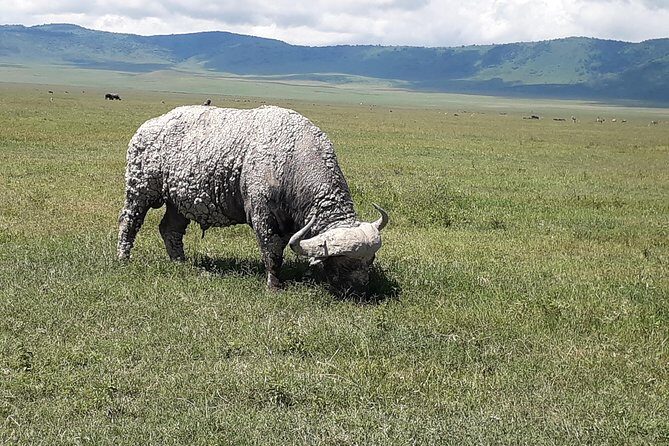6 Days Tanzania Classic Safari - Final Thoughts: Is This Safari Right for You?