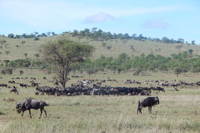 6 Days Tanzania Northern Circuit Experience - Deep Dive into the Experience: Whats Truly Valuable