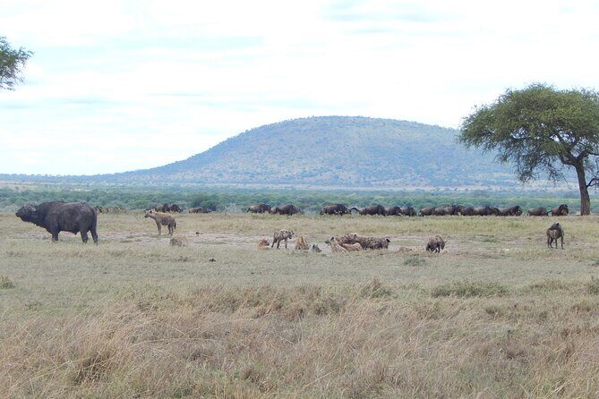 6 Days Tanzania Northern Circuit Experience - Final Thoughts