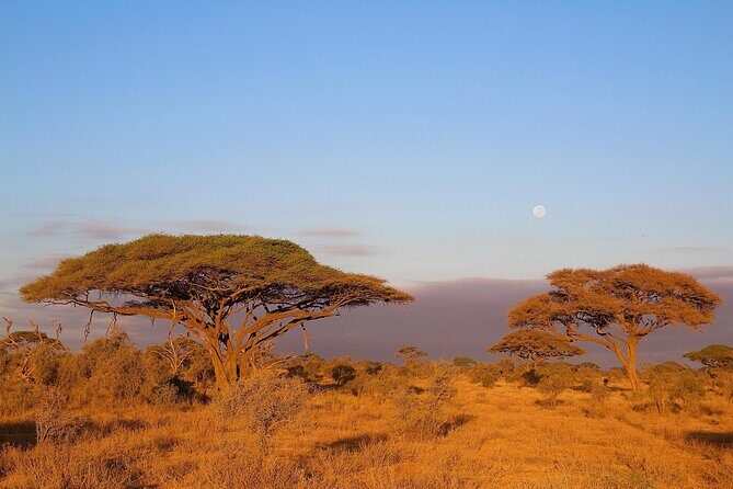 6 Days Tanzania Northern Circuit Safari - A Practical Look at the 6-Day Tanzania Safari Experience