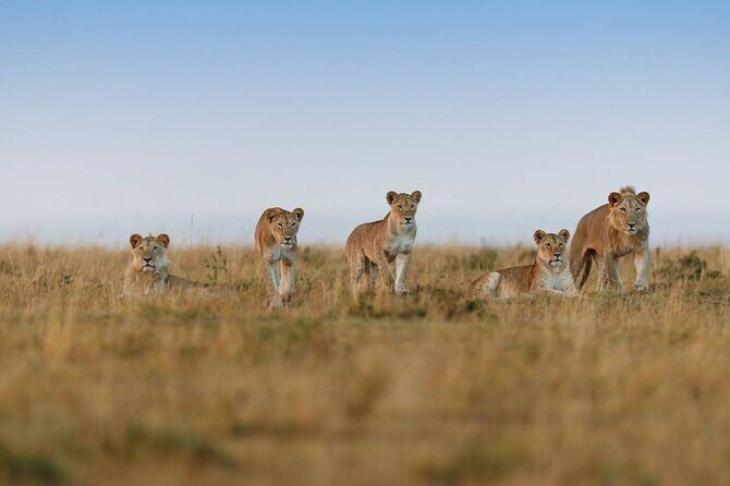 6 Days Tanzania Northern Circuit Safari - Final Thoughts: Who Is This Safari For?