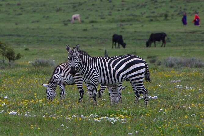 6 Days Tanzania Northern Circuit Safari - FAQs About the 6-Day Tanzania Safari