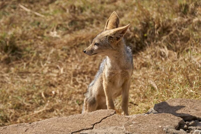 6 days Tanzania Safari & Cultural tour, wildlife wonder - The Practicalities