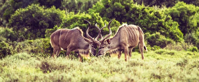 6 days Tanzania Safari & Cultural tour, wildlife wonder - The Sum Up
