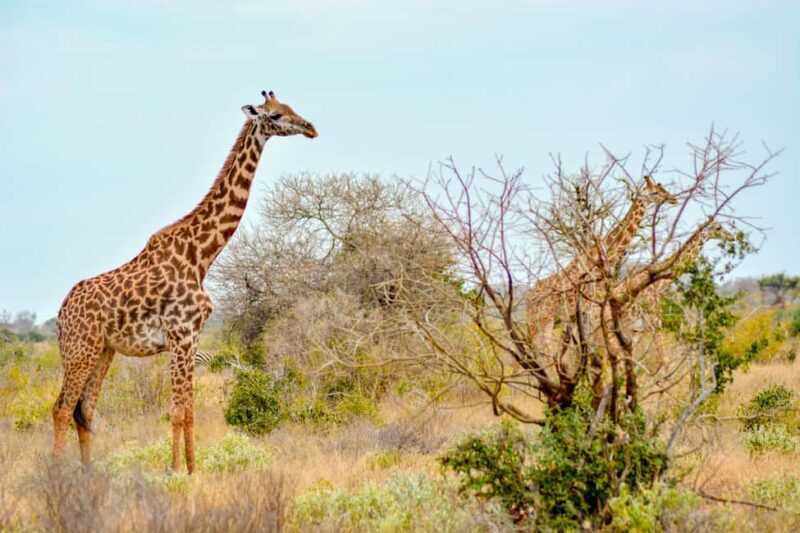 6 Days Tanzania Wildlife in the Heart of Africa's - Key Points