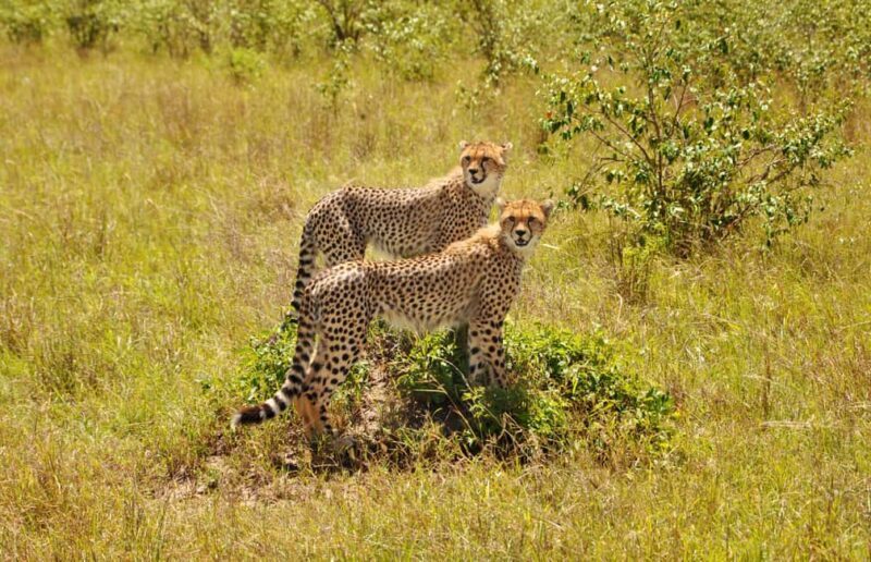 6 Days Tanzania Wildlife in the Heart of Africa's - A Complete Breakdown of the 6-Day Tanzanian Safari