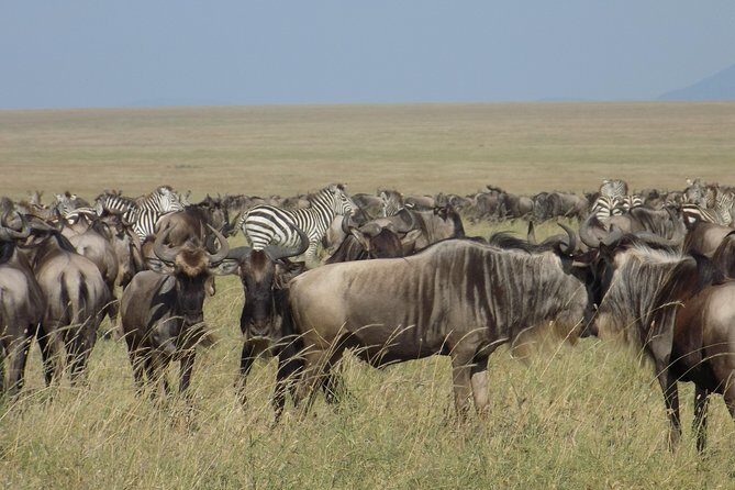 6 Days Tanzania Wildlife Safari Tour - What to Expect from the Experience