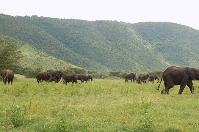 6 Days Tanzania Wildlife Safari Tour - FAQ