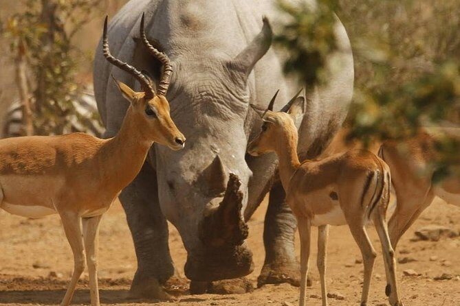 6 Days Tarangire,Serengeti, Ngorongoro & Manyara Mid-range Camping Safari Tour - Key Points