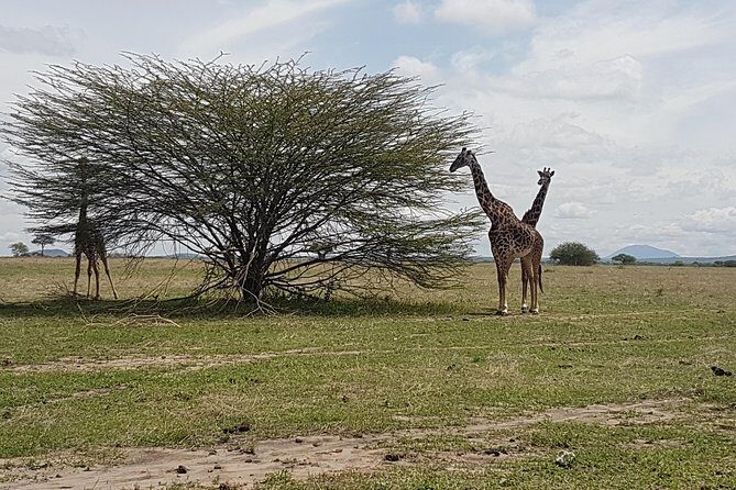 6 Days Tarangire,Serengeti, Ngorongoro & Manyara Mid-range Camping Safari Tour - Authentic Encounters and Reviewer Insights