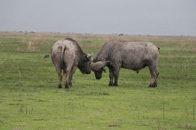 6 Days Tarangire,Serengeti, Ngorongoro & Manyara Mid-range Camping Safari Tour - The Sum Up