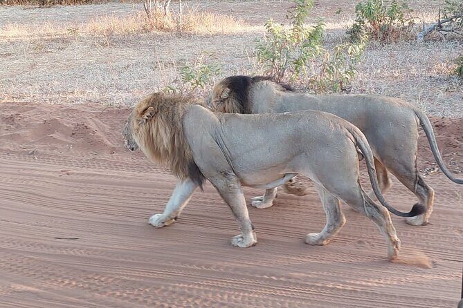 6 Days Victoria Falls Chobe Wildlife and Okavango Delta Tour - Exploring the Itinerary in Detail