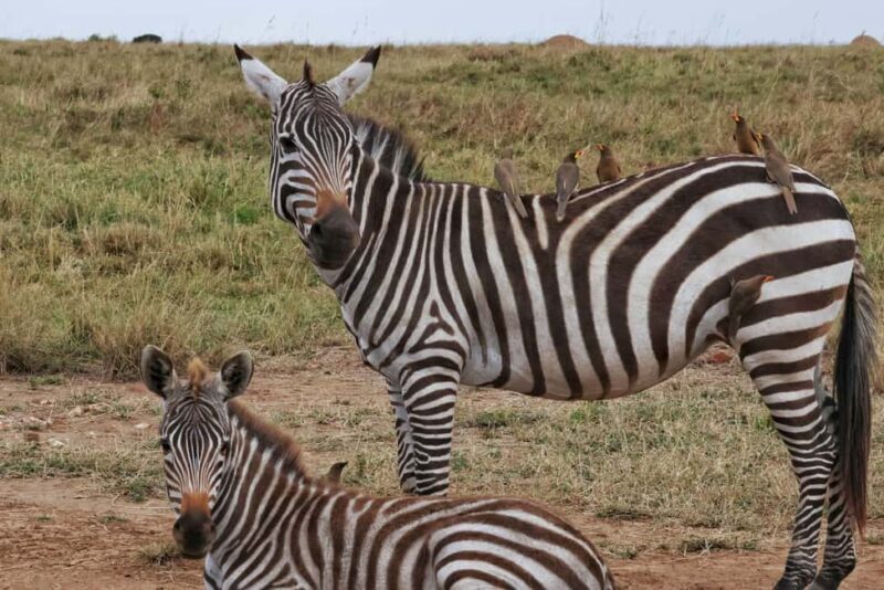 6 Days Wildlife Aberdares-Nakuru-Naivasha-Masai Mara Safari. - Who This Tour Is Best For