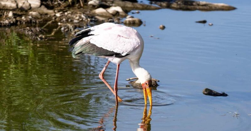 6 Days Wildlife Aberdares-Nakuru-Naivasha-Masai Mara Safari. - FAQ