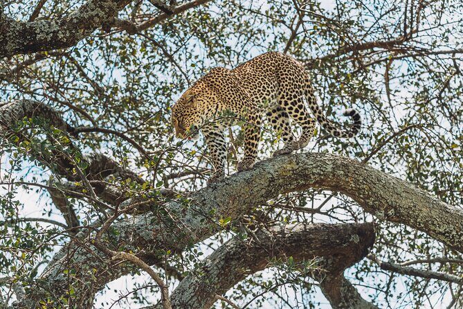 6-DayThe Best of Northern Tanzania Safari - Who Should Consider This Safari?