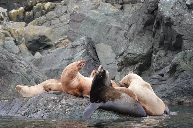 6 hour Covered Boat Whale Watching Tour - An In-Depth Look at the Experience