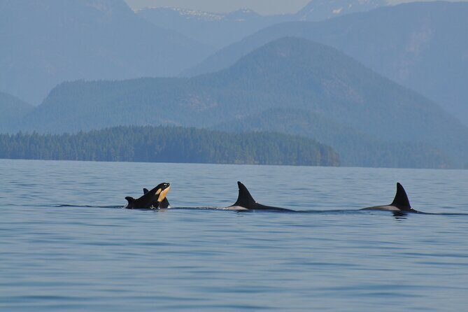 6 hour Covered Boat Whale Watching Tour - Frequently Asked Questions