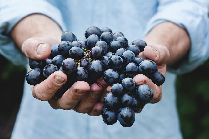 6 Hour Custom Napa or Sonoma Private Wine Tour - Who Will Love This Tour?