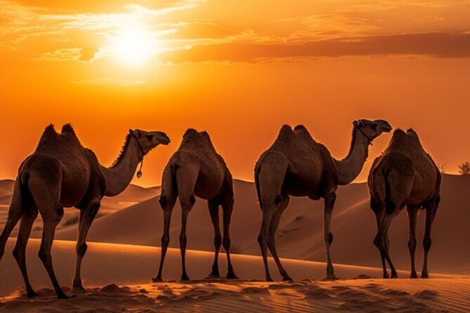 6-Hour Luxury Evening Dubai Desert Safari - BBQ Dinner Live Shows - Who Should Consider This Tour?