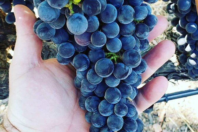 6-Hour Luxury Napa Wine Tasting Tour with Route Planning - Who Will Enjoy This Tour?