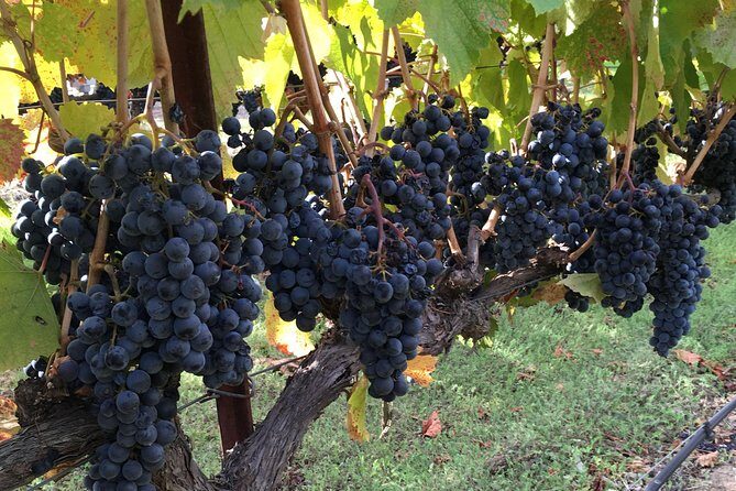 6 Hour Napa or Sonoma Valley Wine Tour by Private SUV - What’s Included and What’s Not