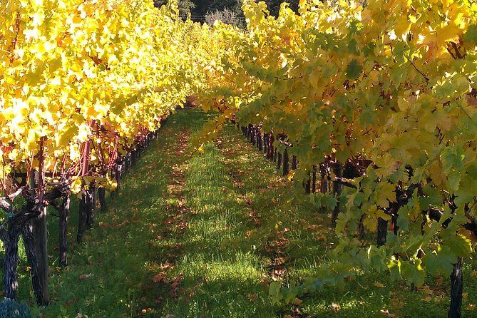6 Hour Napa or Sonoma Valley Wine Tour by Private SUV - The Real Value: Why Travelers Love It