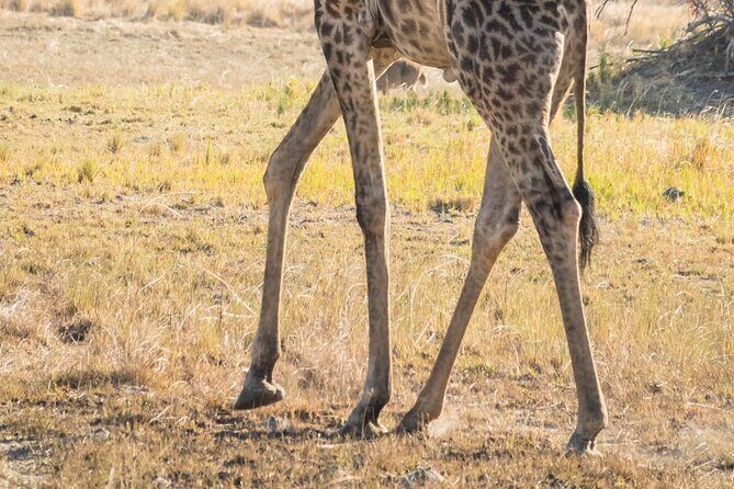 6 Hour Pilanesberg Open Vehicle Safari from Johannesburg - The Practical Aspects of the Tour