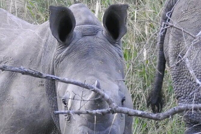6 Hour Pilanesberg Open Vehicle Safari from Johannesburg - Final Thoughts