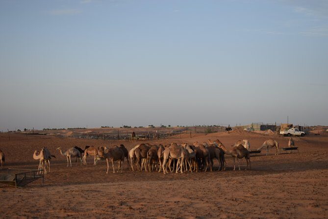 6 Hour Private Evening Desert Safari With BBQ Dinner - What Could Be Improved or Considered