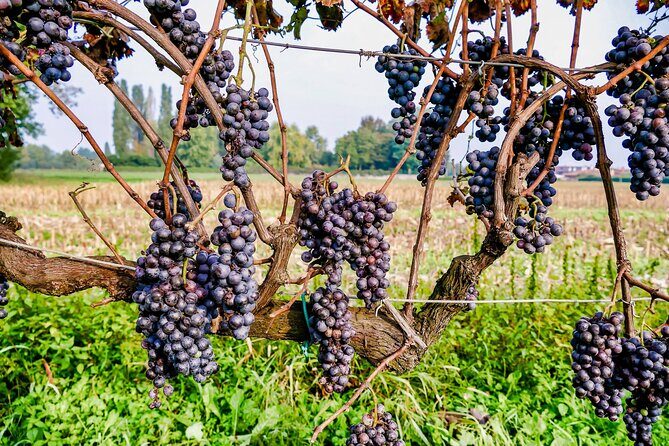 6-hour Private Luxury SUV Wine Tour in Napa Or Sonoma Valley - An In-Depth Look at the Itinerary