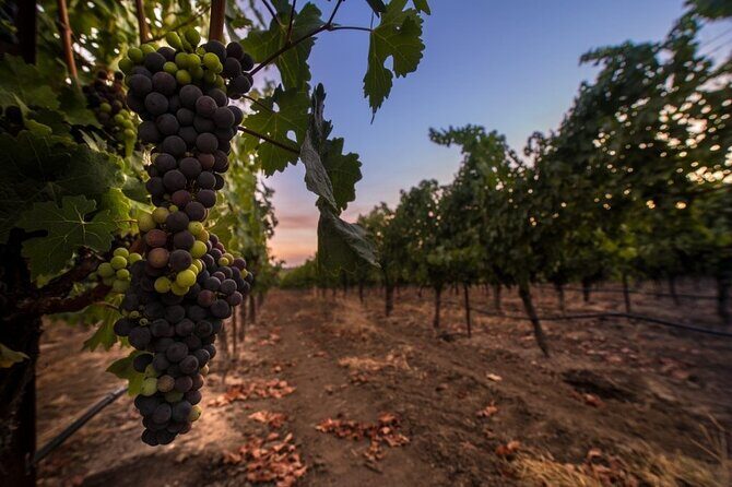 6-hour Private Luxury SUV Wine Tour in Napa Or Sonoma Valley - Is This Tour Worth It?