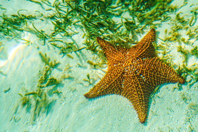 6 Hour Private Saona Island Tour with Snorkeling - Final Thoughts: Is it Worth It?