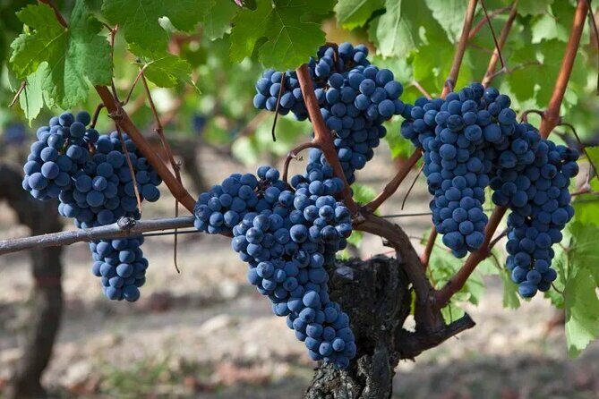 6 Hour Sonoma Boutique Wine Tour-Private Black Car,up to 6 Guests - What to Expect from the Sonoma Boutique Wine Tour