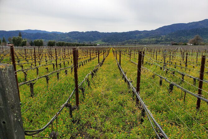 6-Hour Sparkling Wine Tour of Napa Valley - Final Thoughts: Who’s This Tour For?