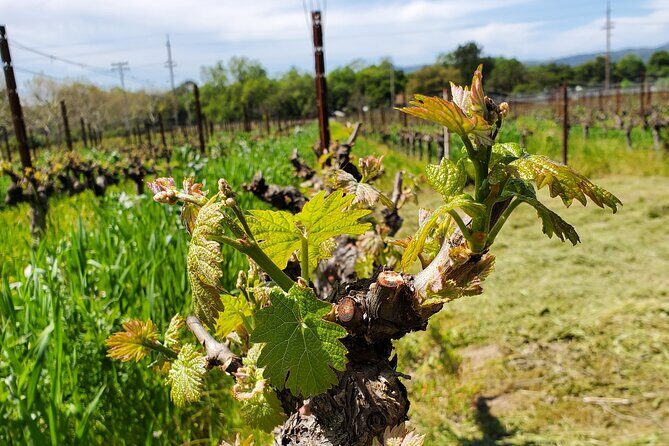 6-Hour Sparkling Wine Tour of Napa Valley - FAQs