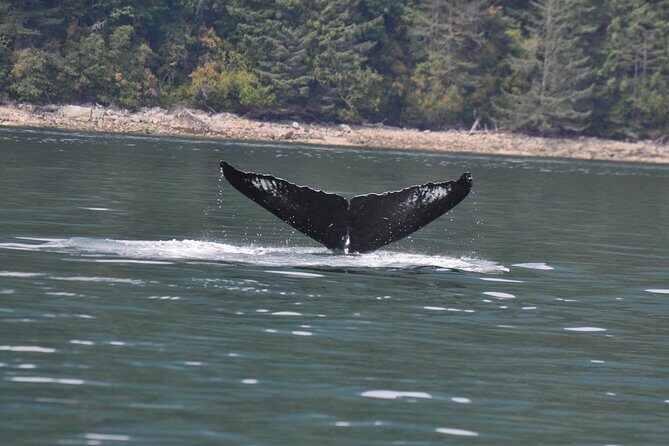 6 hour Zodiac Whale Watching Tour - What Makes This Tour Stand Out?