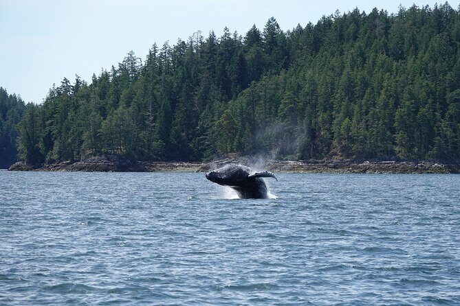 6 hour Zodiac Whale Watching Tour - Pricing and Value