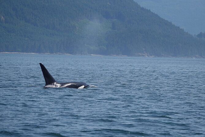 6 hour Zodiac Whale Watching Tour - Who Will Enjoy This Tour?