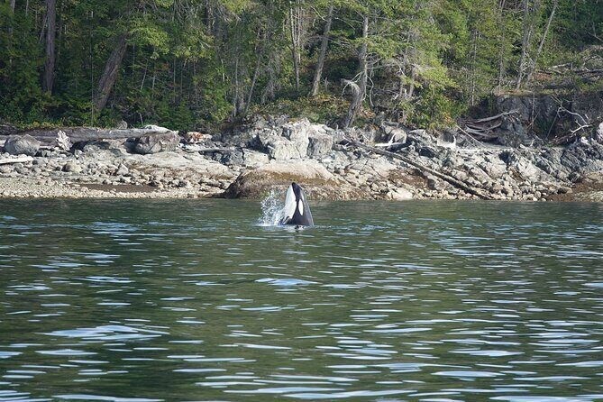 6 hour Zodiac Whale Watching Tour - The Sum Up