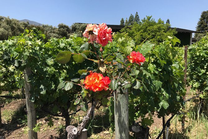 6-Hours Customized Private NAPA Valley Wine Tour From San Francisco Bay Area - From Booking to the Day Itself: What to Expect
