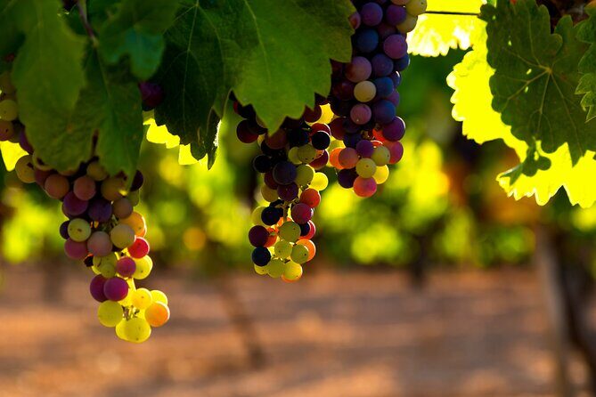6 Hours Healdsburg Wine Tour with Luxury SUV - FAQs