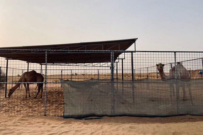 6 Hours Private Guided Classic Heritage Safari Tour in Dubai - Final Thoughts