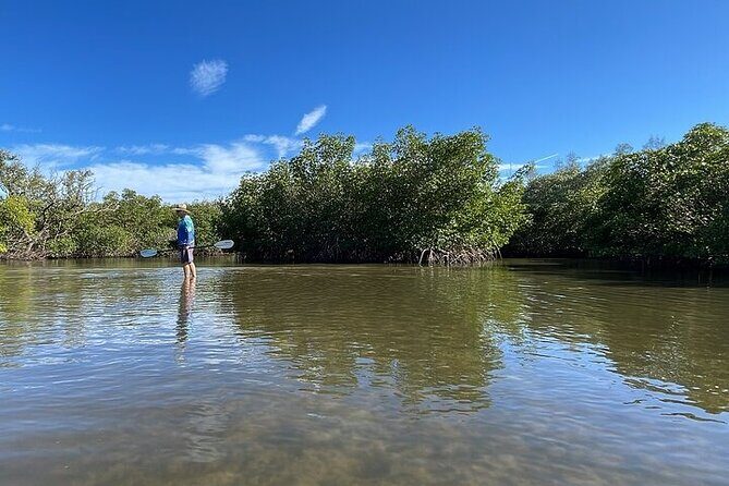 6-Hr Tropical Mangroves, Coastal River and Ocean Wildlife Watch - The Sandbar Stop: Relaxation and Wildlife Watching