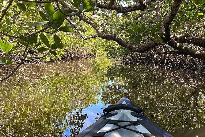6-Hr Tropical Mangroves, Coastal River and Ocean Wildlife Watch - Price and Value: How It Compares