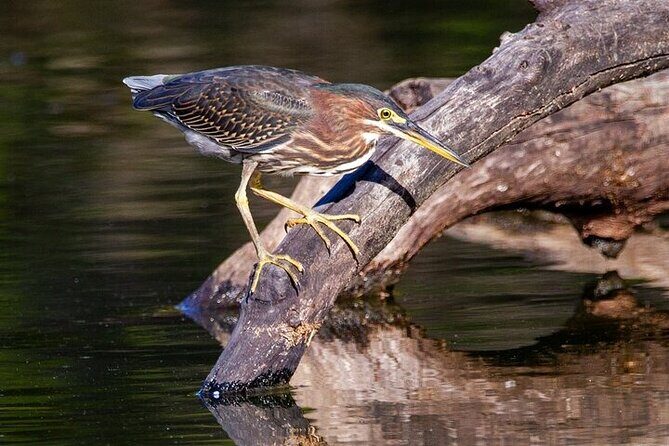 6-Hr Tropical Mangroves, Coastal River and Ocean Wildlife Watch - Final Thoughts: Is It Worth It?