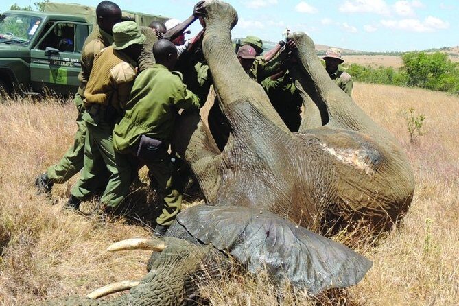 6 nights 7 days Masai Mara budget safari. - The Itinerary: What to Expect Each Day