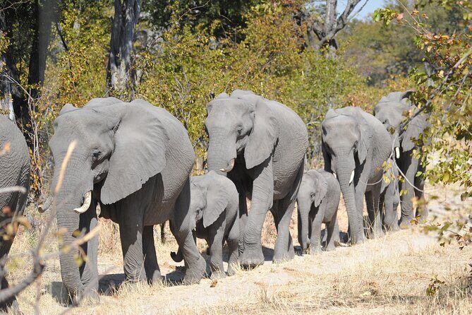 6 Nights 7 days Zebra Trail Moremi - The Itinerary in Detail: What to Expect