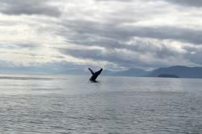 6 Passenger Whale Watching Adventure in Icy Strait from Hoonah AK - Deep Dive: What Makes This Whale Watching Tour Stand Out?