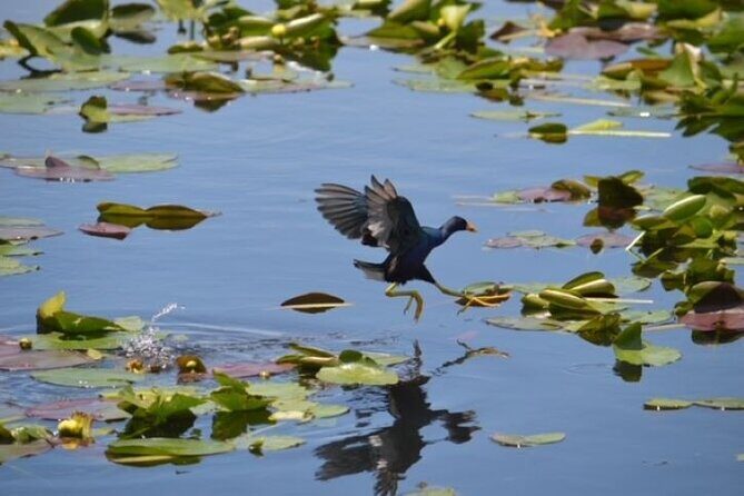 60 min Private Everglades Airboat Ride in Miami - The Value of a Private Tour