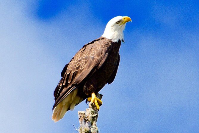 60 Minute Small Group Semi Private Everglades River Of Grass Airboat Charter - Final Thoughts: Is It Worth Your Time?